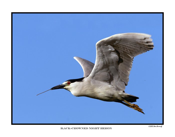 1620 black crowned night heron.jpg